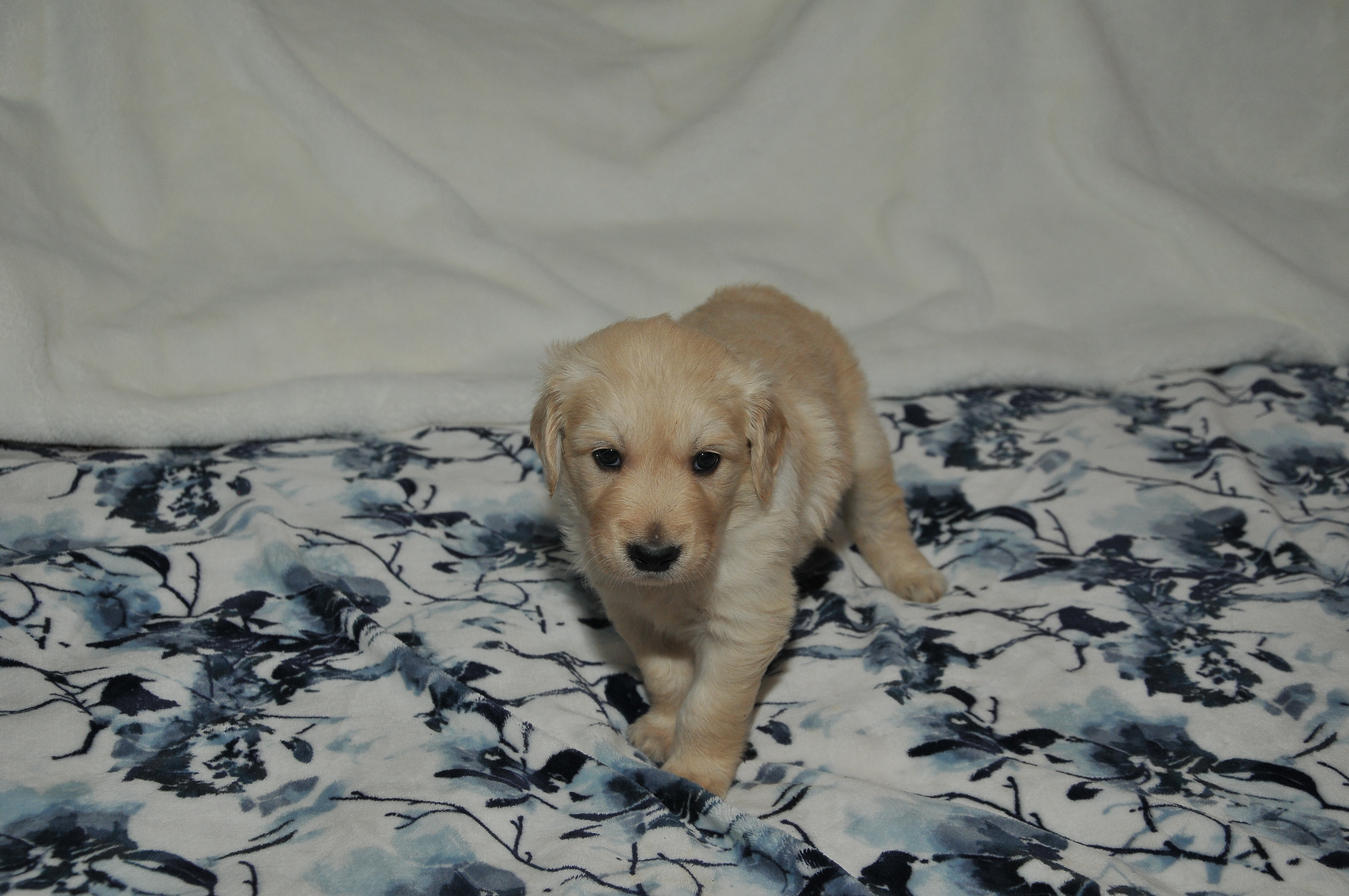 Second photo of Spirit, a cute Golden Retriever puppy.